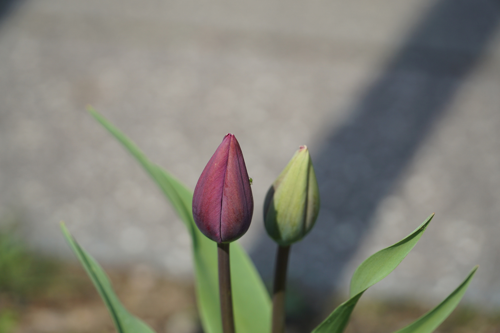 Geschlossene Blüte