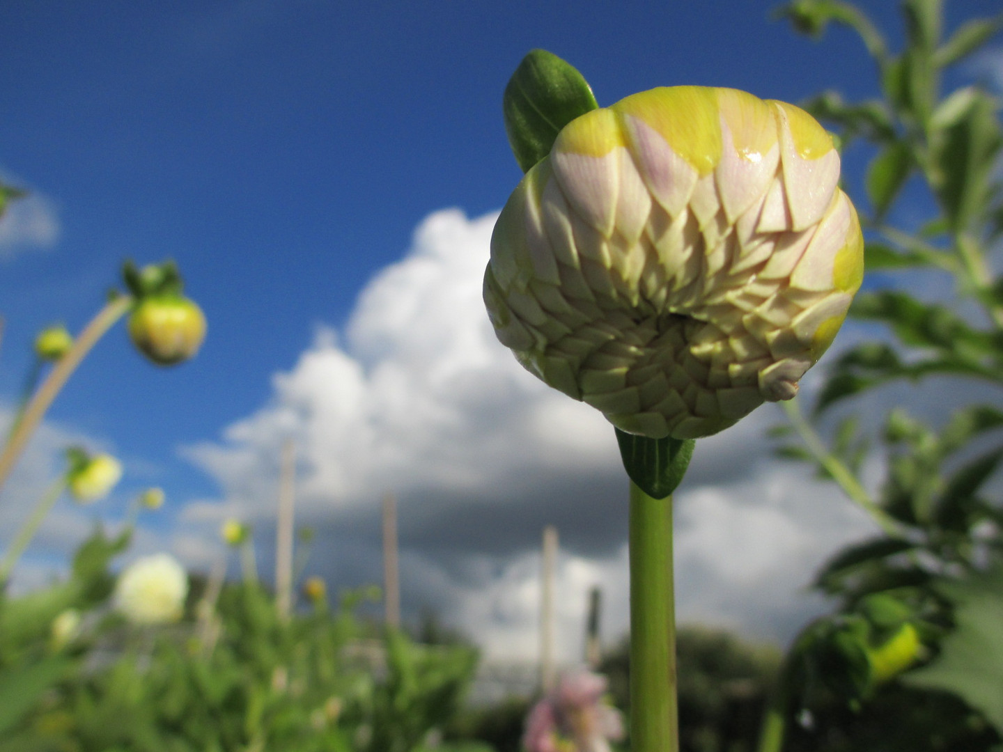 Geschlossene Blüte