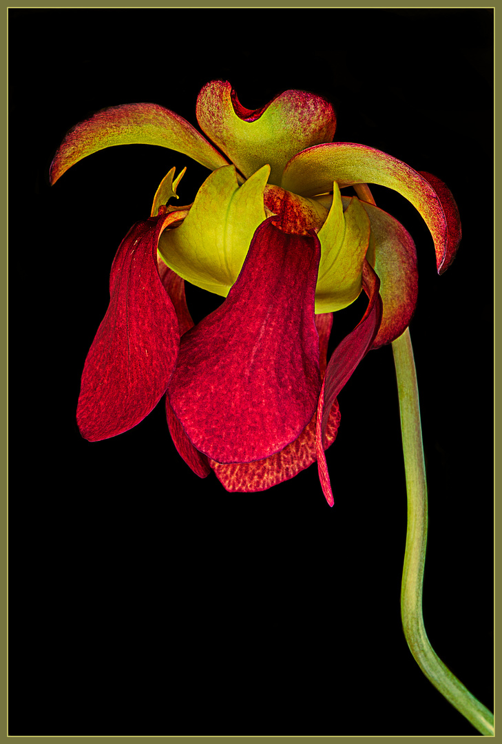 Geschlossene Blüte der Schlauchpflanze