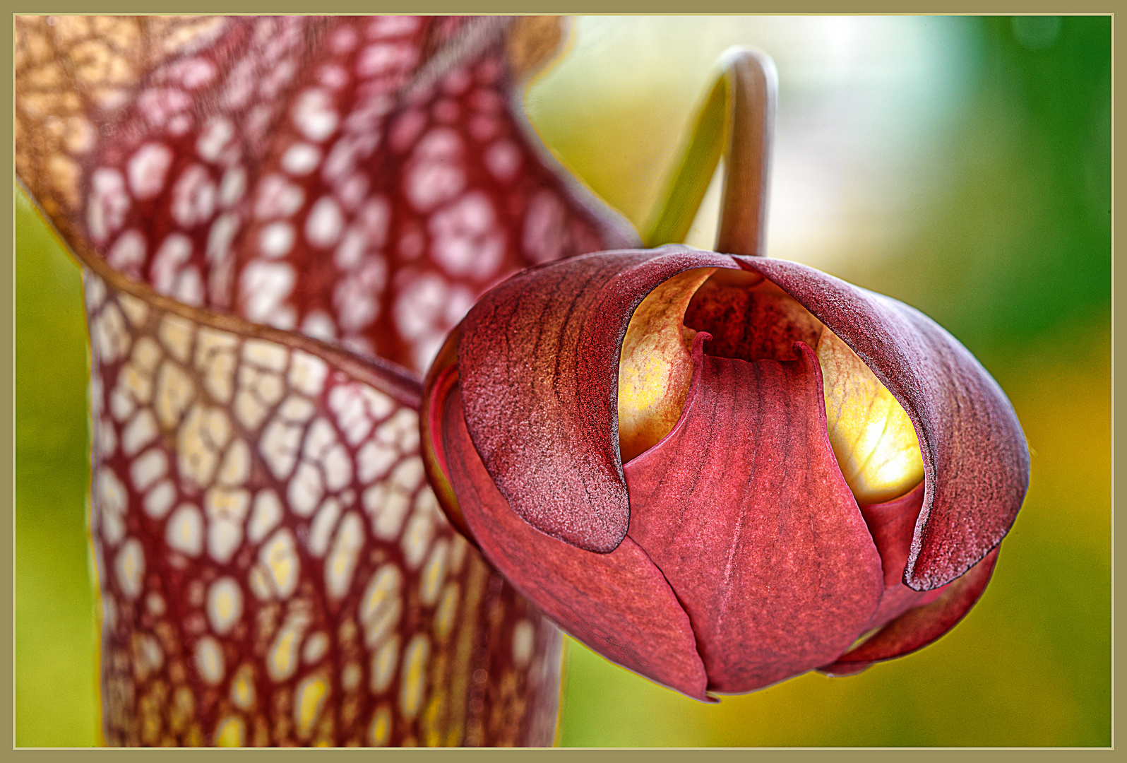 Geschlossene Blüte der Schlauchpflanze