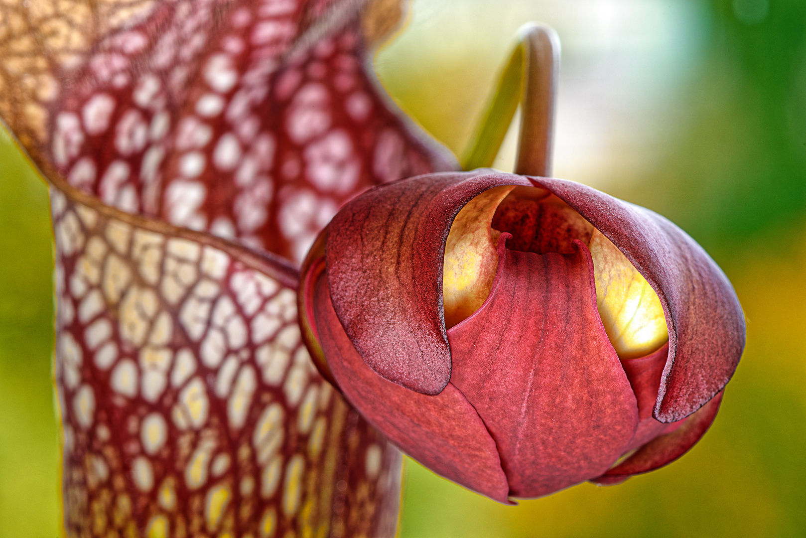 Geschlossene Blüte der Schlauchpflanze