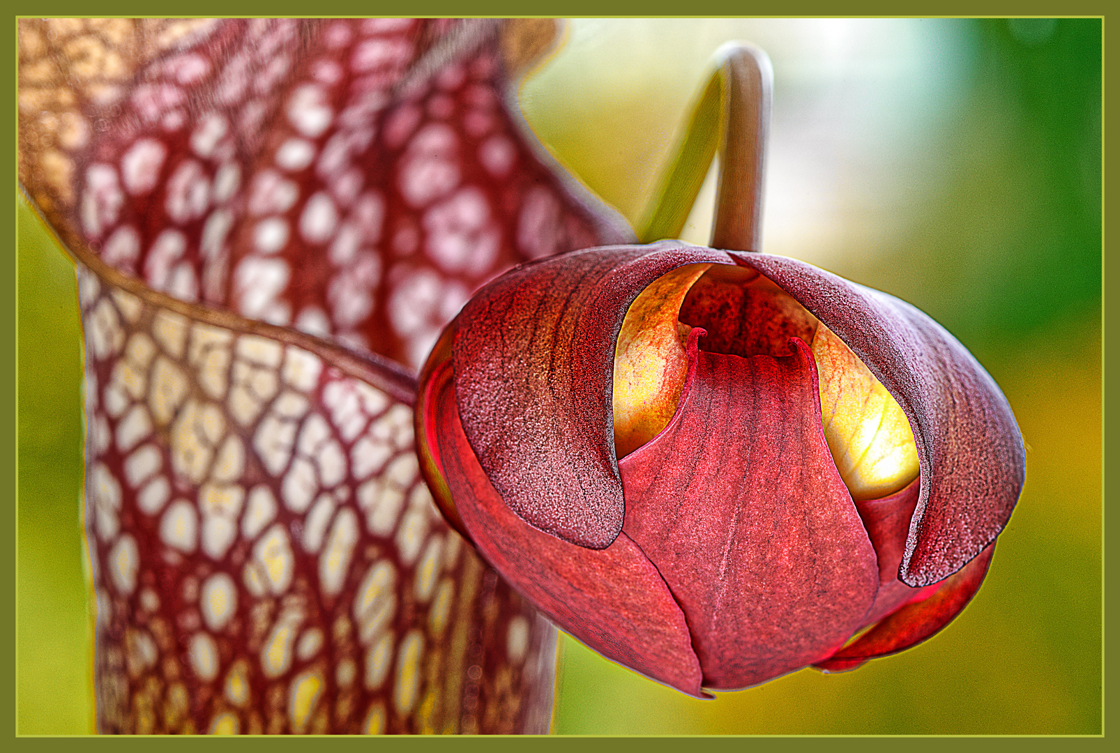 Geschlossene Blüte der Schlauchpflanze, ein Naturwunder