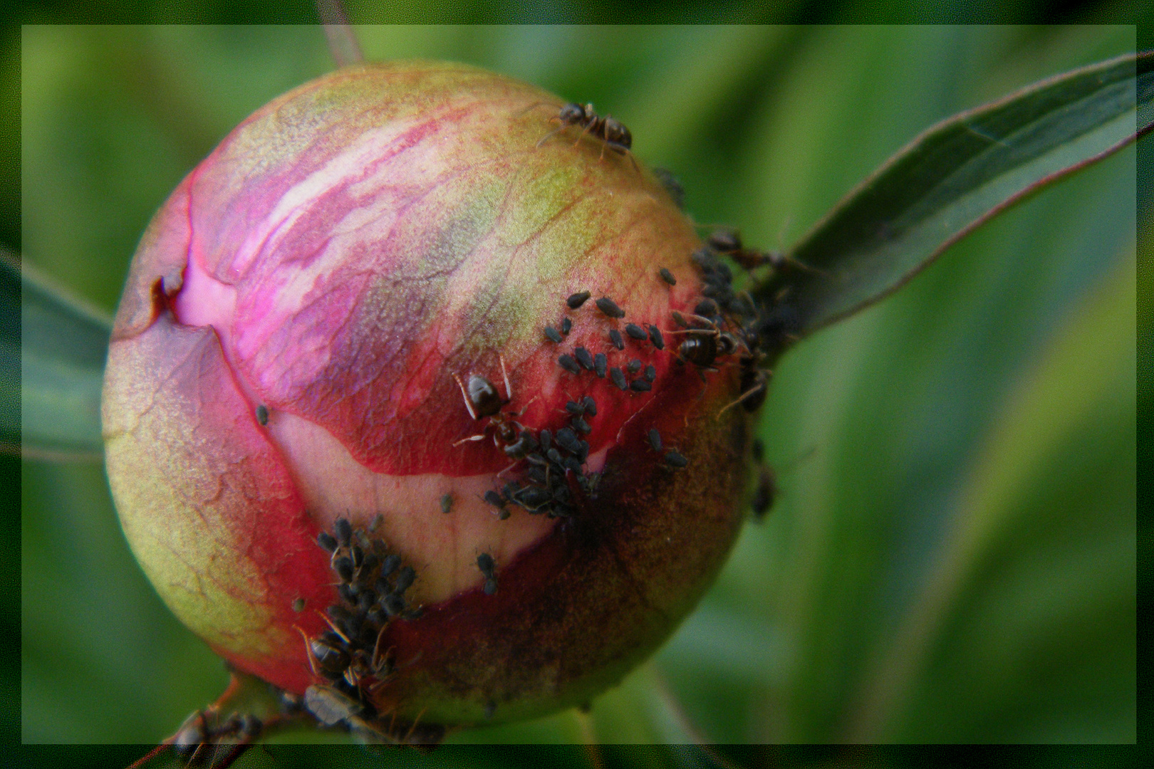 geschlossene Blüte mit Kleintieren