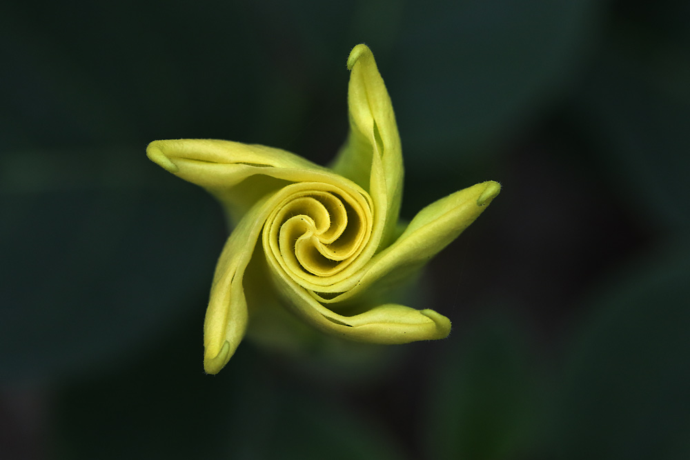 geschlossene Blüte von oben