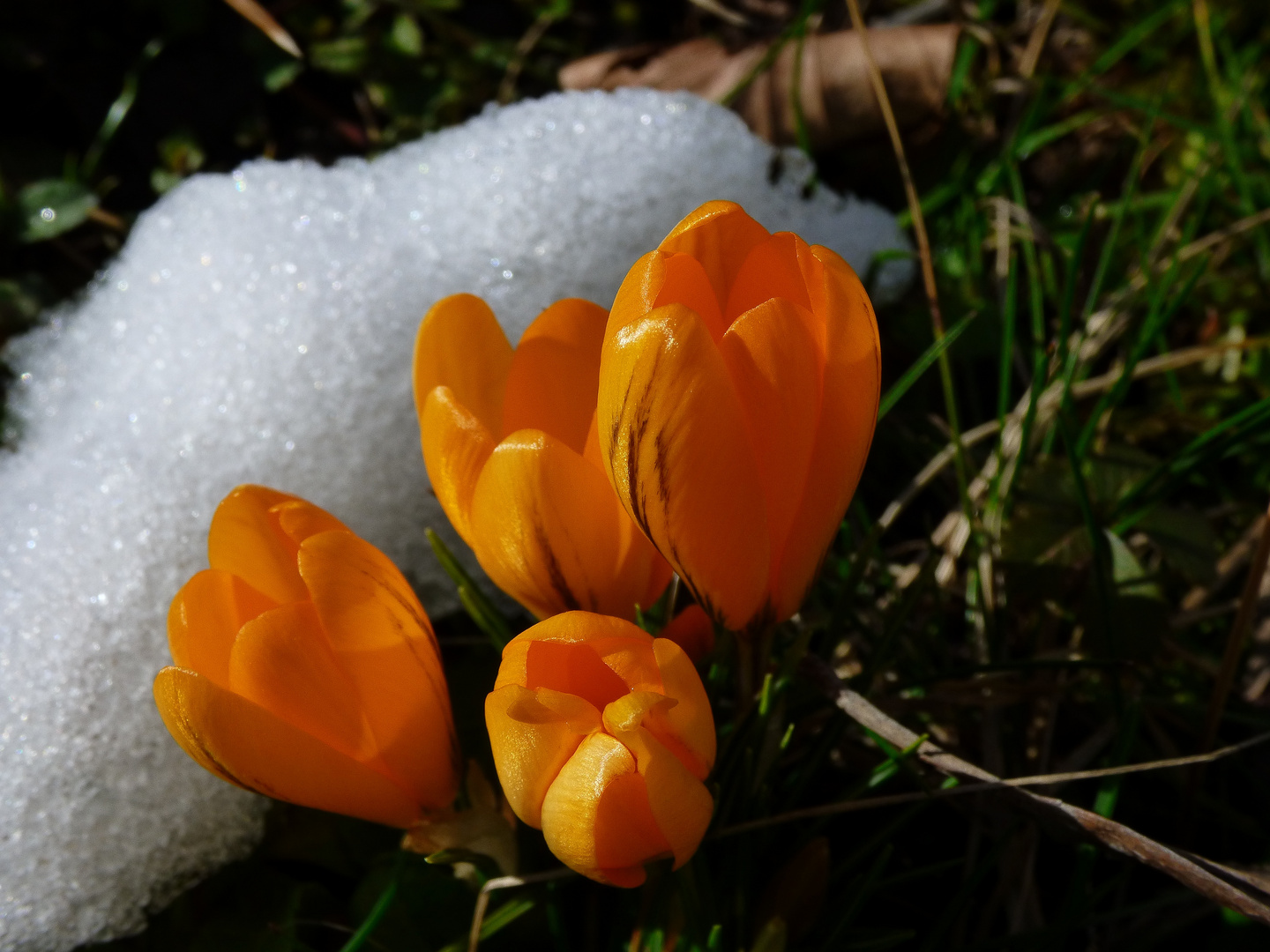 Geschlossene Blüten...