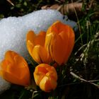 Geschlossene Blüten...