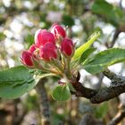 Geschlossene Blüten des Dülmener Rosenapfels