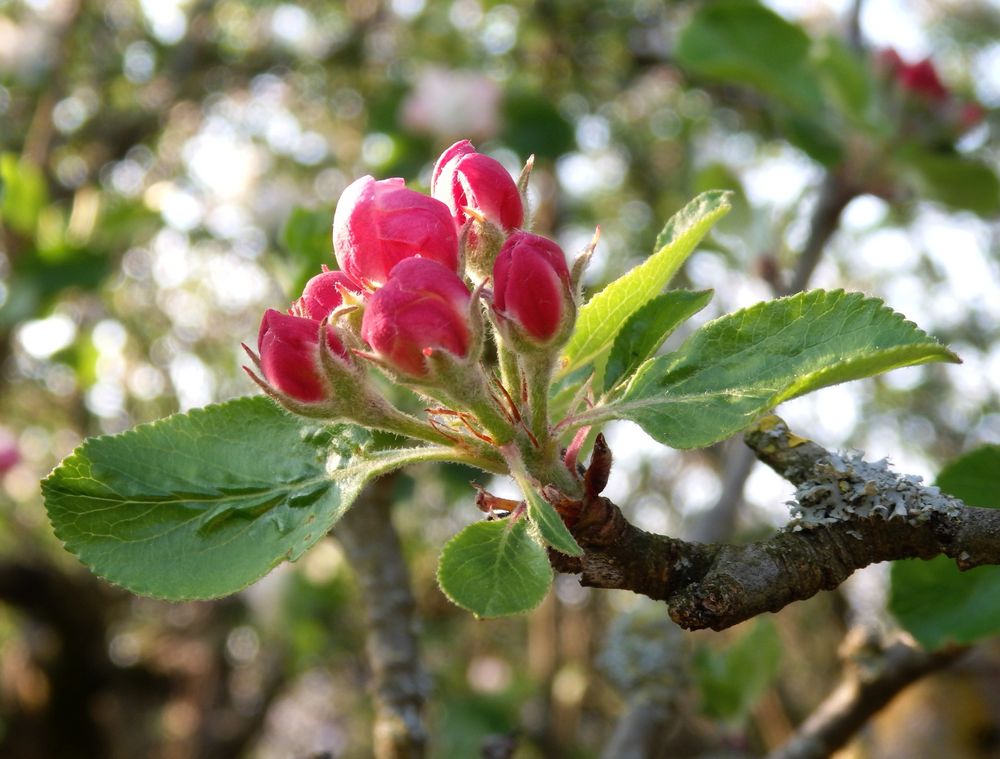 Geschlossene Blüten des Dülmener Rosenapfels