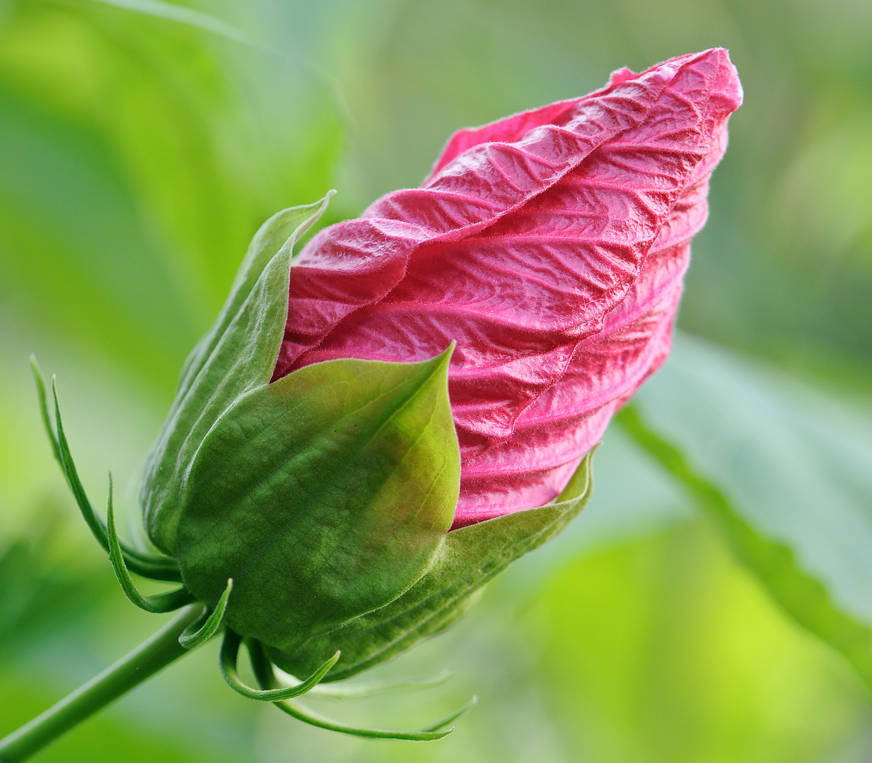 Geschlossene Hibiskusblüte