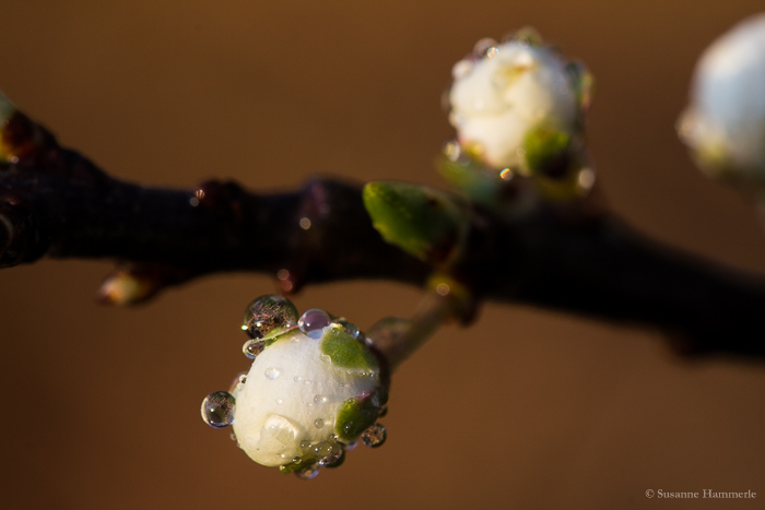 Geschlossene Kirschblüte