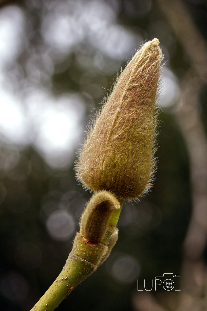 geschlossene Knospe einer Magnolie