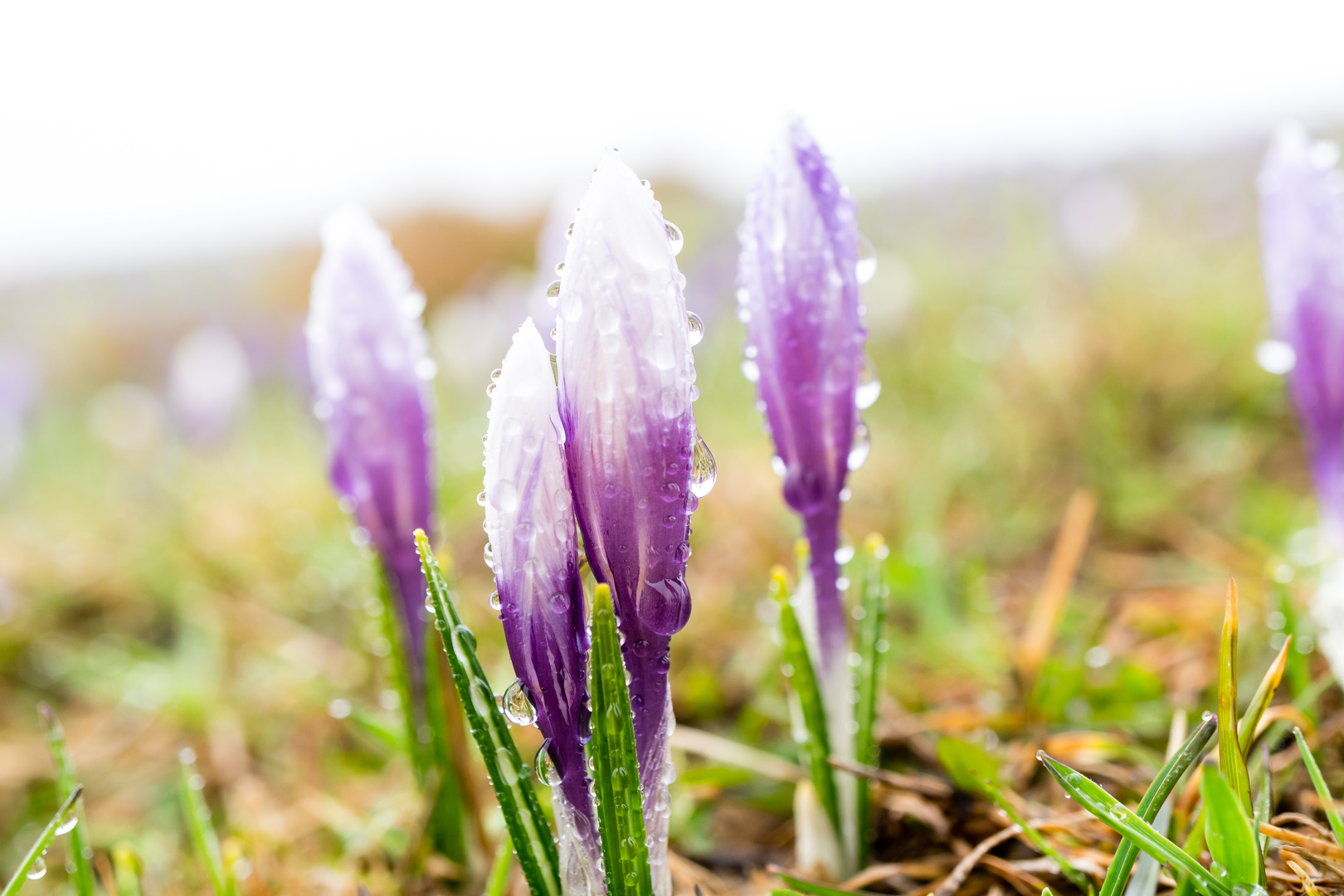 geschlossene Krokusse im Morgentau