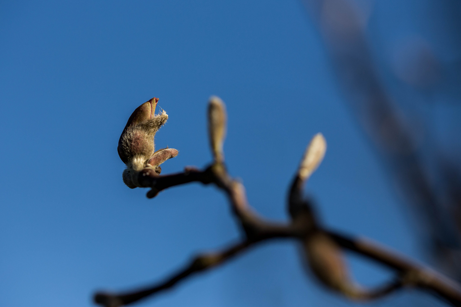 geschlossene Magnolie?