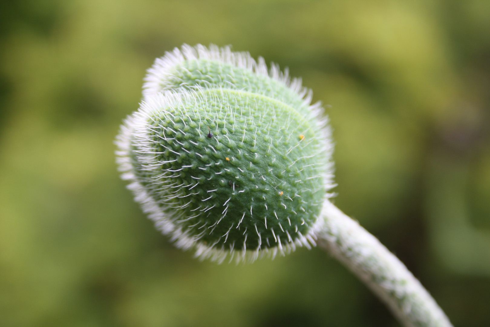 Geschlossene Mohnblüte