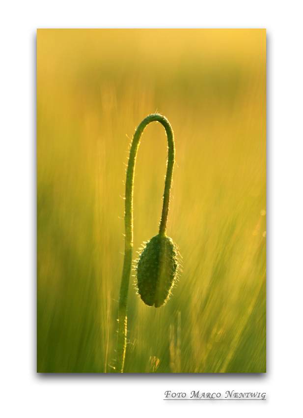 Geschlossene Mohnblume im Morgenlicht