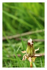 geschlossene Pusteblume