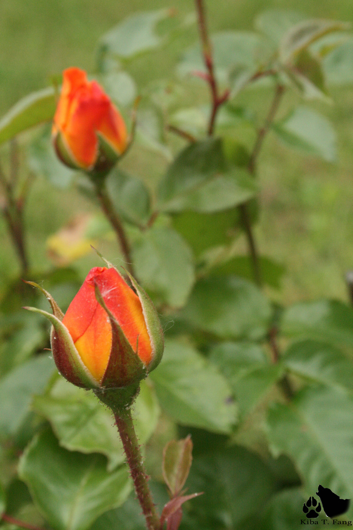 Geschlossene Rose