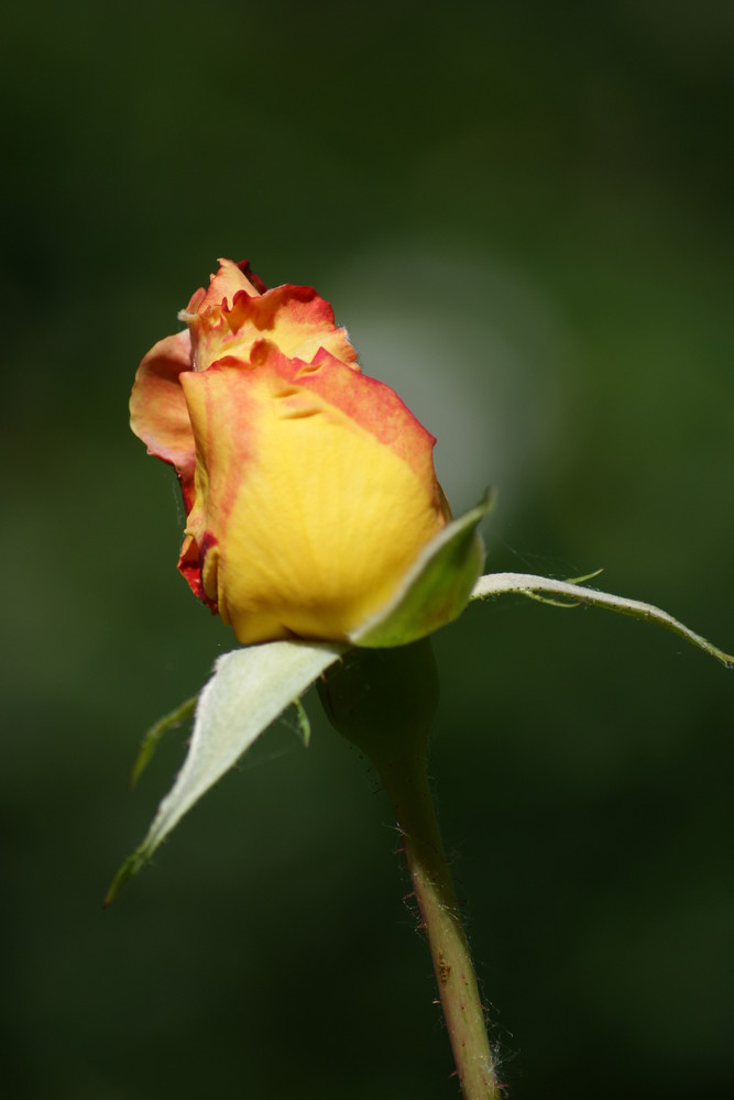 geschlossene Rose für meine Schwester Antonia