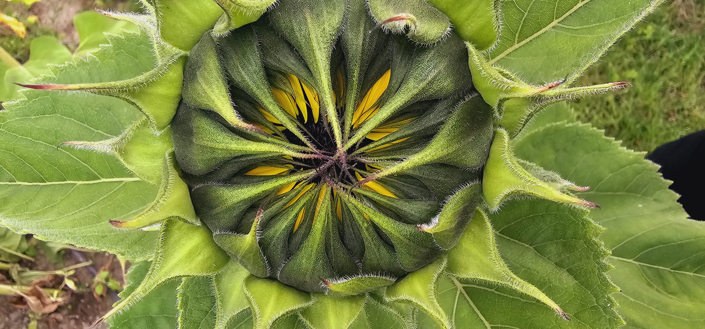 Geschlossene Sonnenblume 