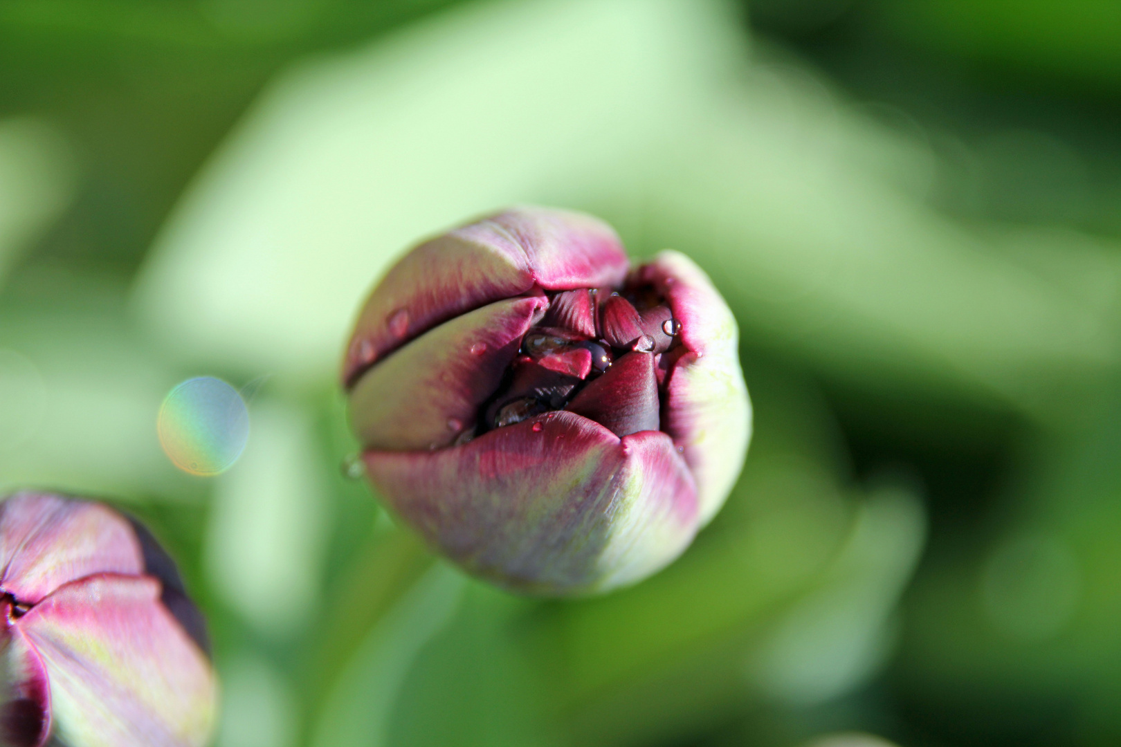 geschlossene Tulpe