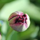 geschlossene Tulpe