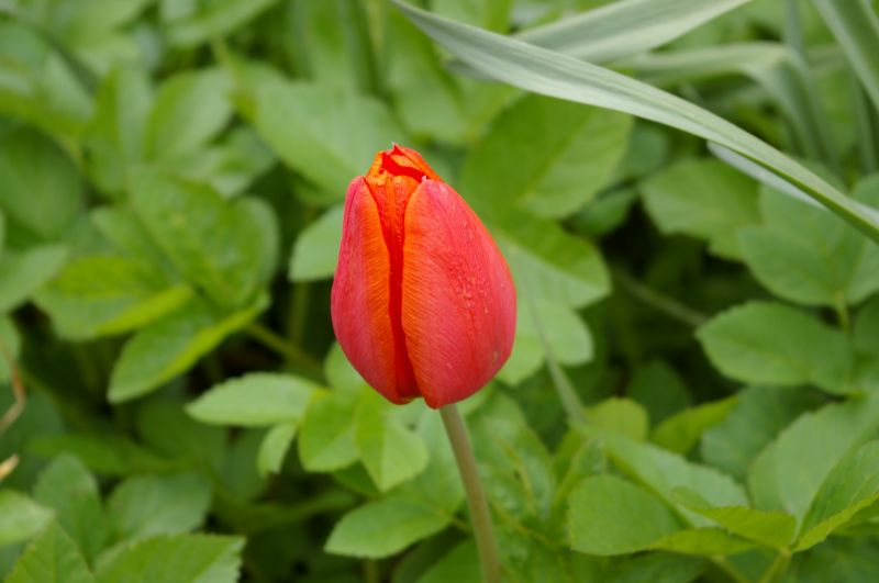 geschlossene Tulpe