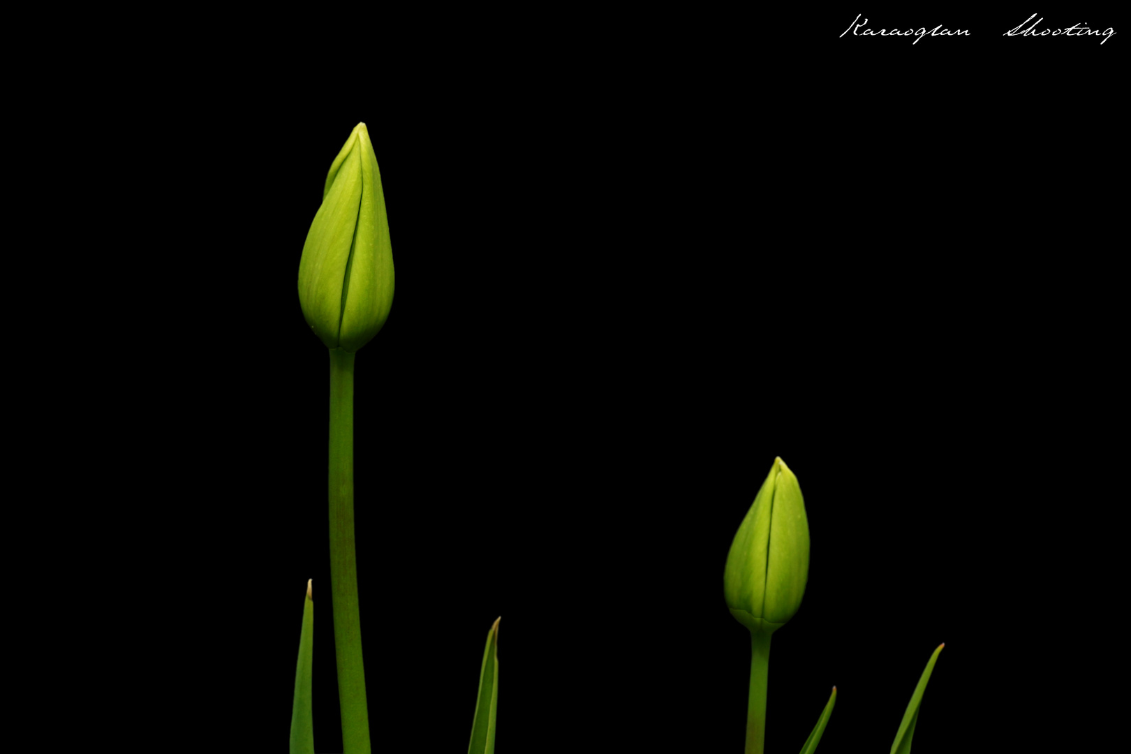 Geschlossene Tulpen