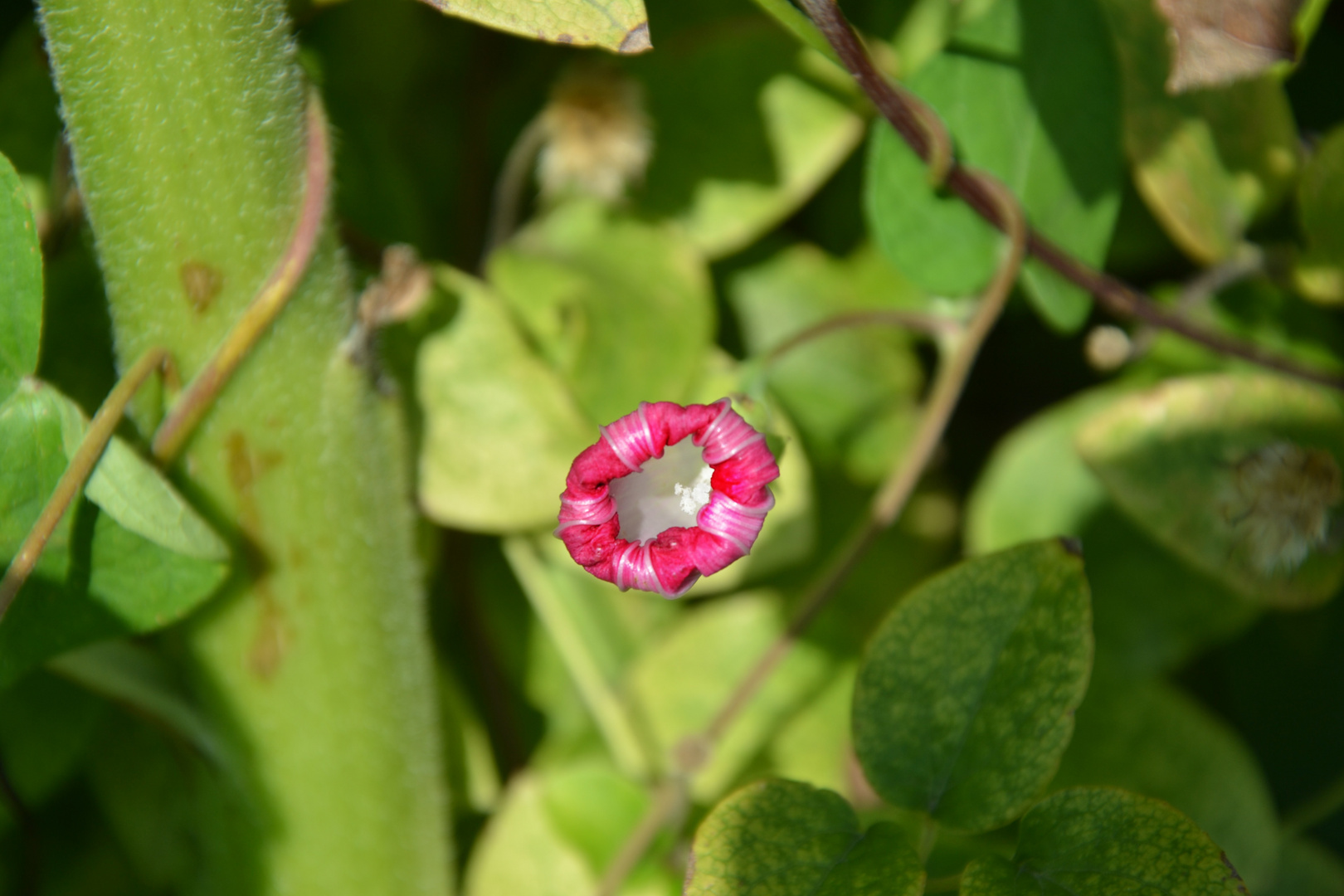 geschlossene Windenblüte