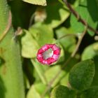 geschlossene Windenblüte