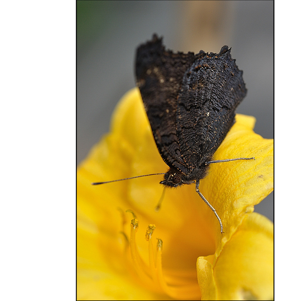 geschlossener Schmetterling