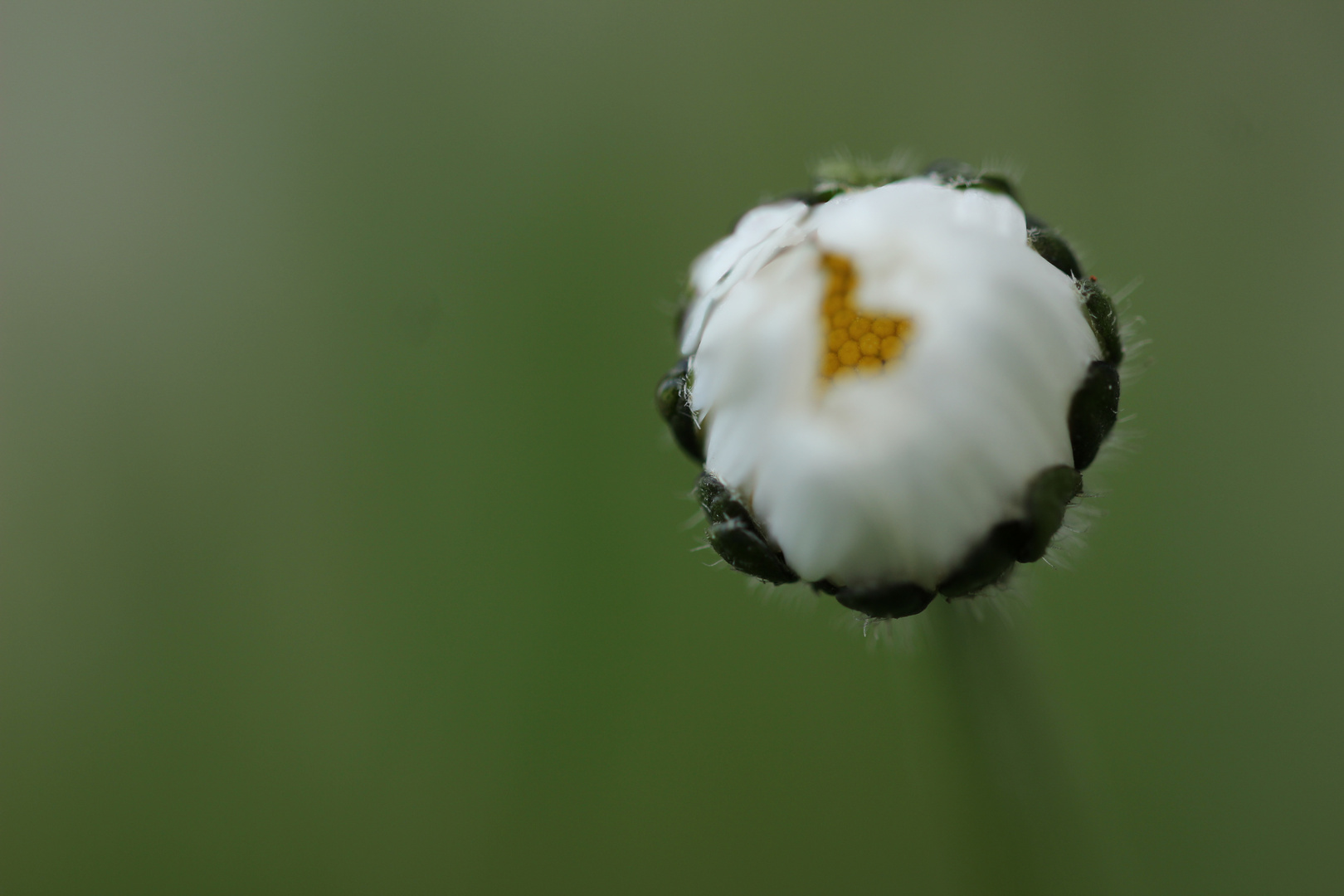 Geschlossenes Gänseblümchen