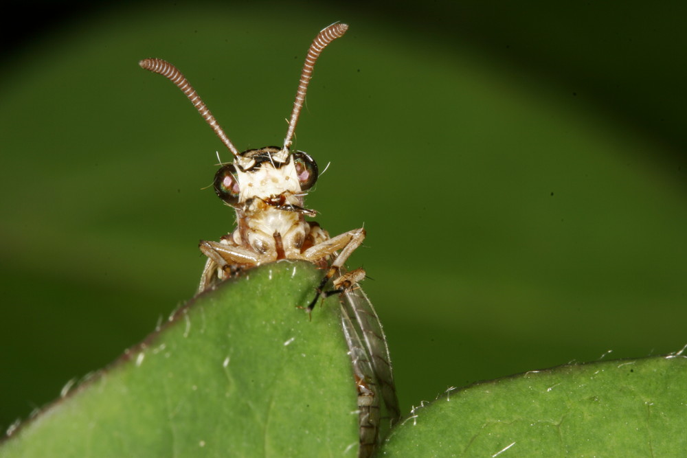 geschlüpfte Ameisenjungfer