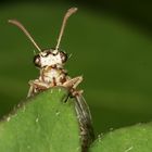 geschlüpfte Ameisenjungfer