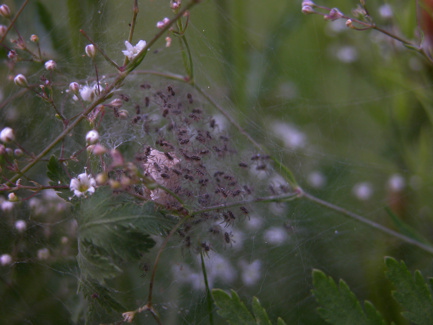 Geschlüpfte Jungspinnen der Pisaura mirabilis