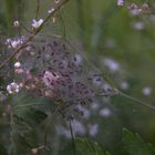 Geschlüpfte Jungspinnen der Pisaura mirabilis