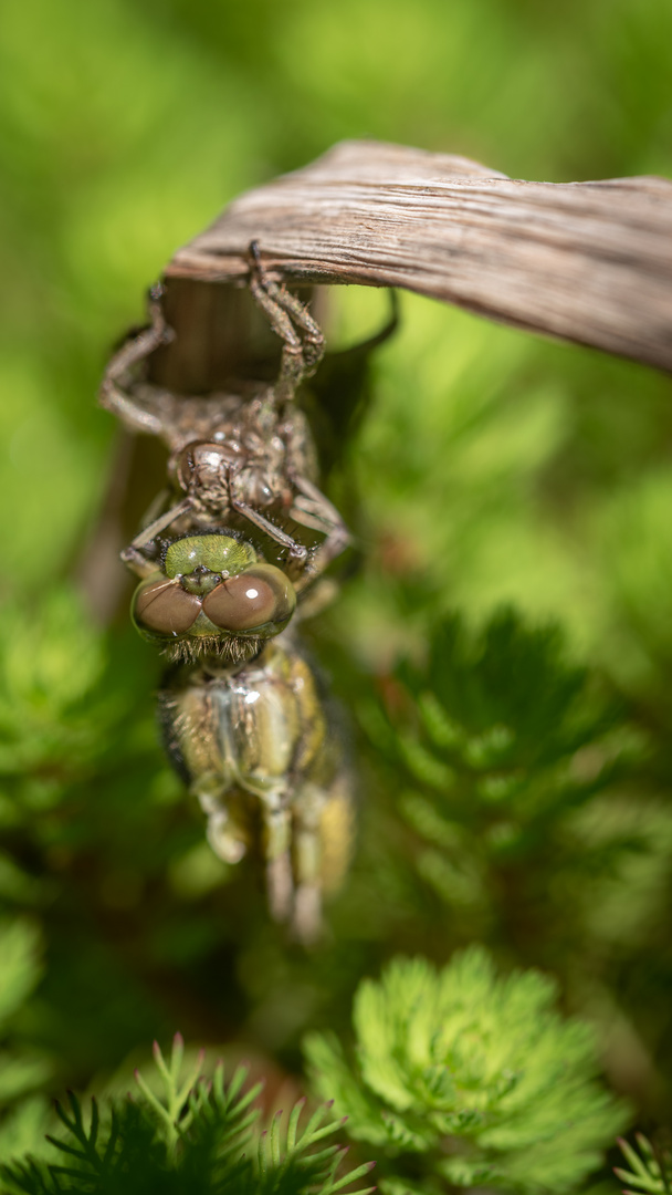 Geschlüpfte Libelle