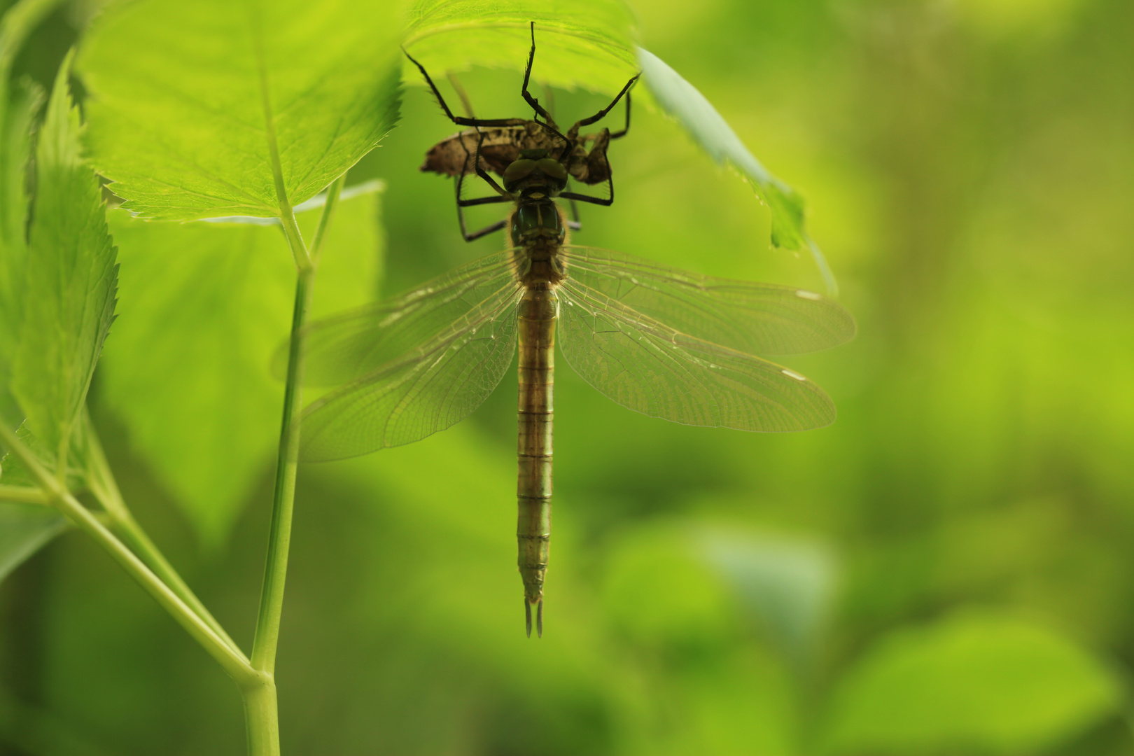 geschlüpfte Libelle