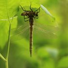 geschlüpfte Libelle