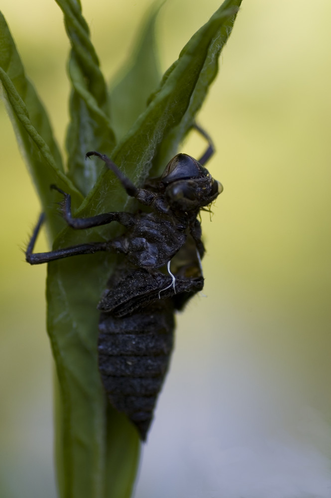 geschlüpfte Libelle