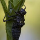 geschlüpfte Libelle