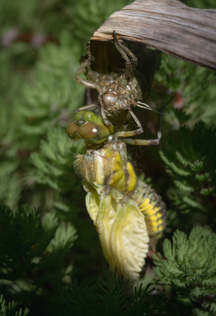 Geschlüpfte Libelle