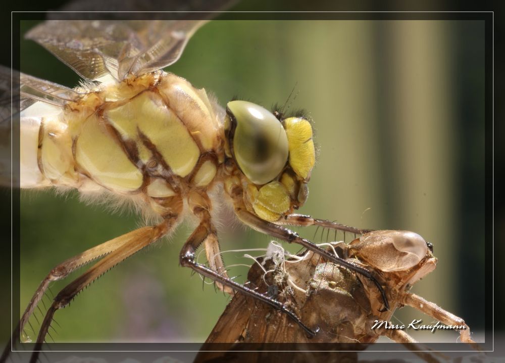 geschlüpfte Libelle