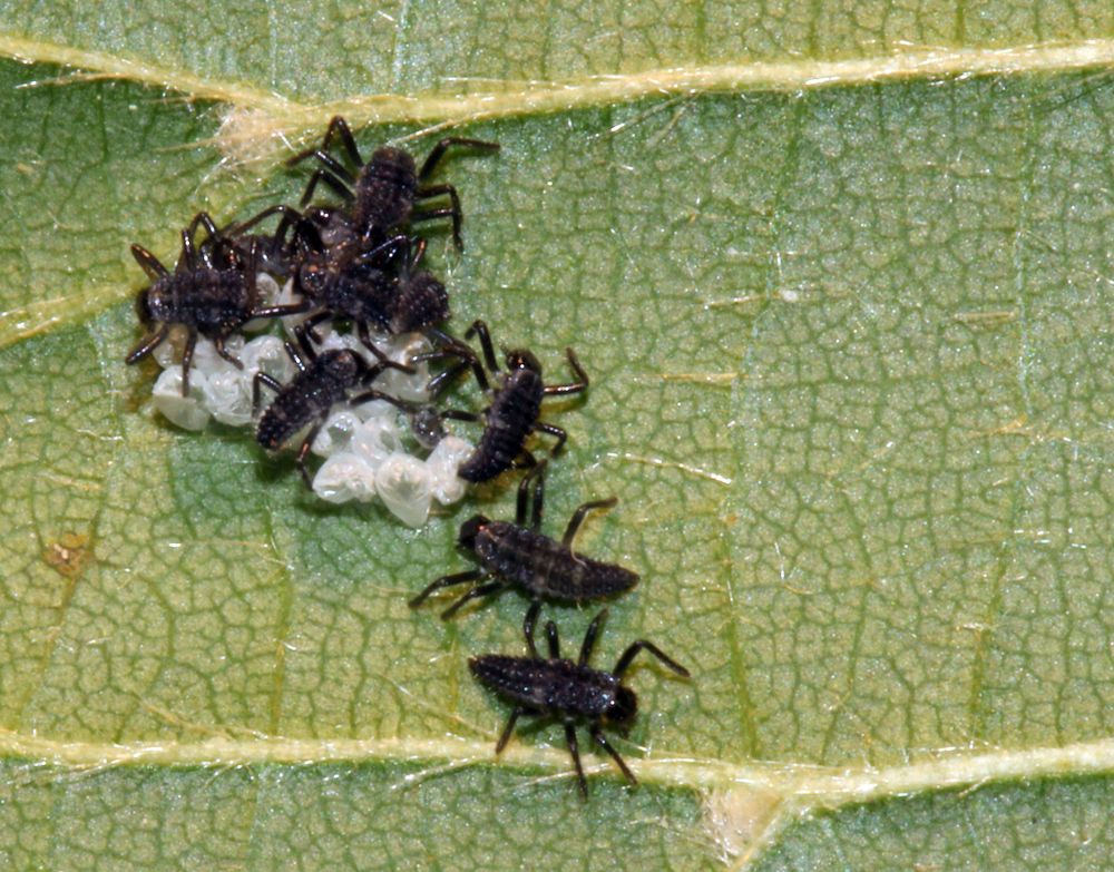 Geschlüpfte Marienkäfer-Larven verweilen noch ein paar Stunden nach dem Schlupf bei den Eiern...