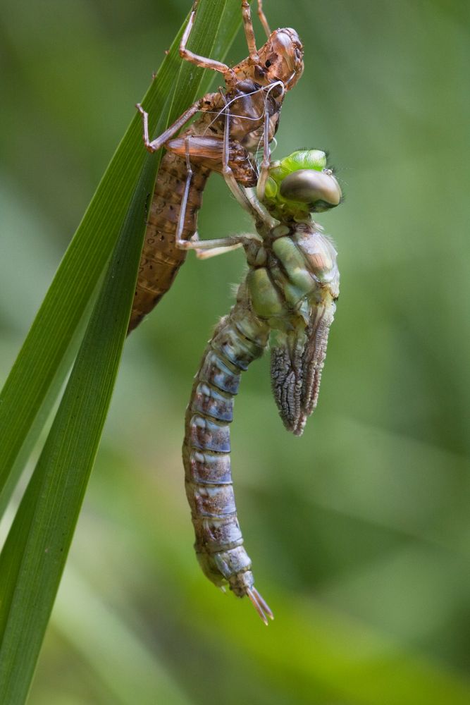 geschlüpfte mosaikjungfer w.