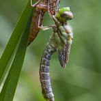 geschlüpfte mosaikjungfer w.