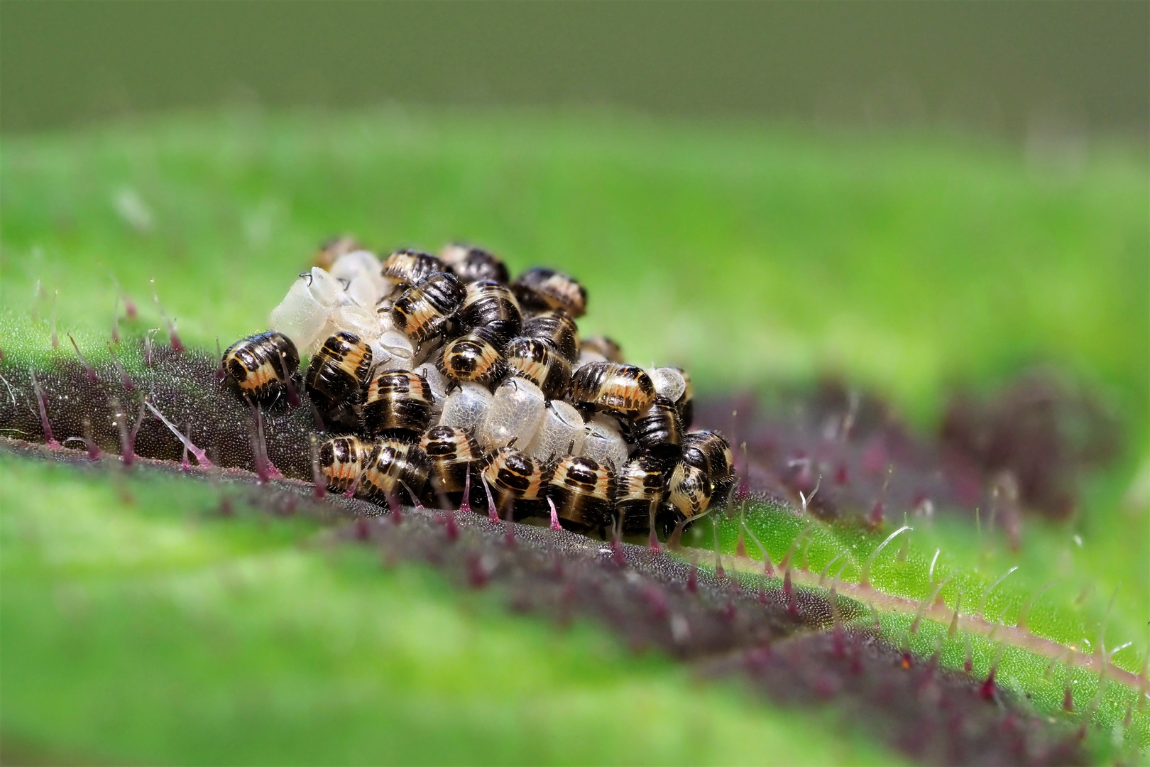 geschlüpfte Nymphen der Beerenwanze