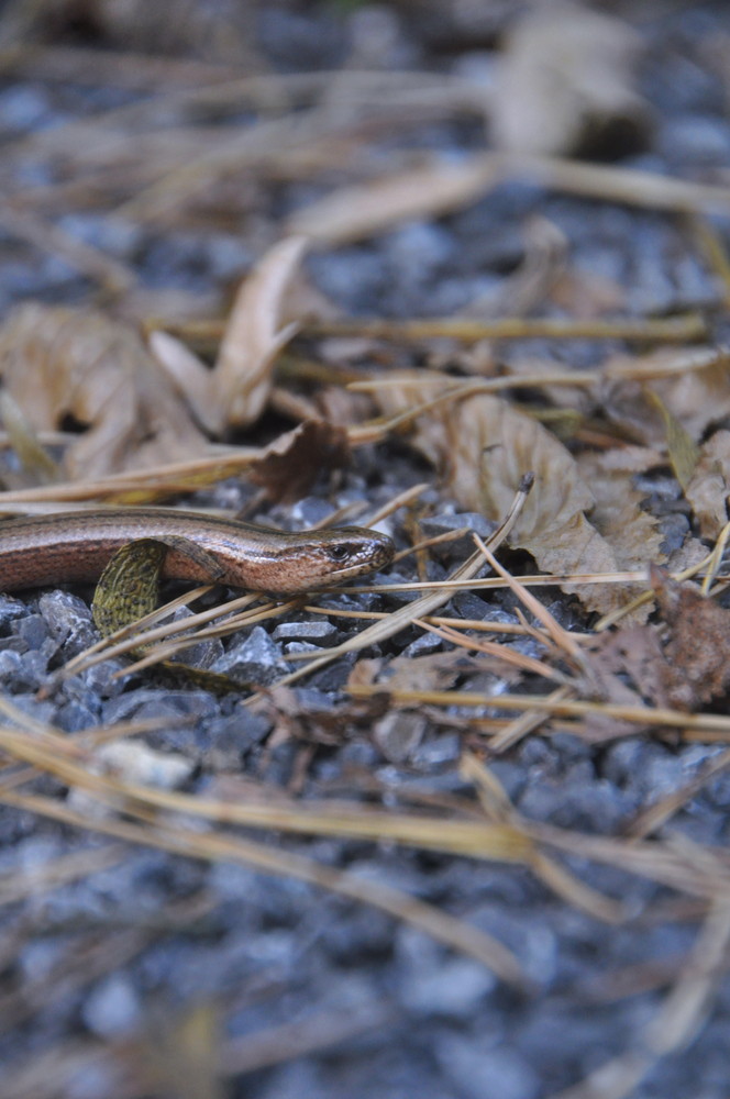 Geschlüpfter Lindwurm