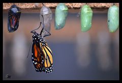 ~Geschlüpfter Schmetterling~