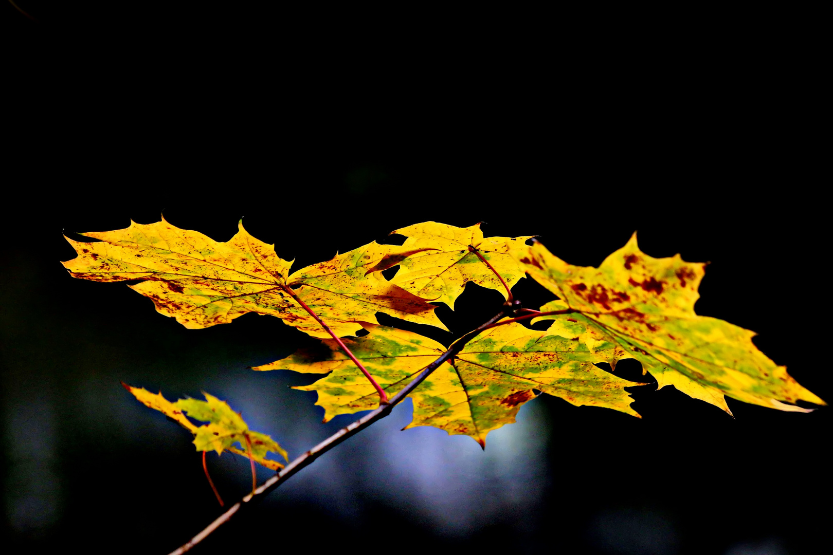 geschmackvolle Blattfärbung der Natur Foto & Bild baum, jahreszeit