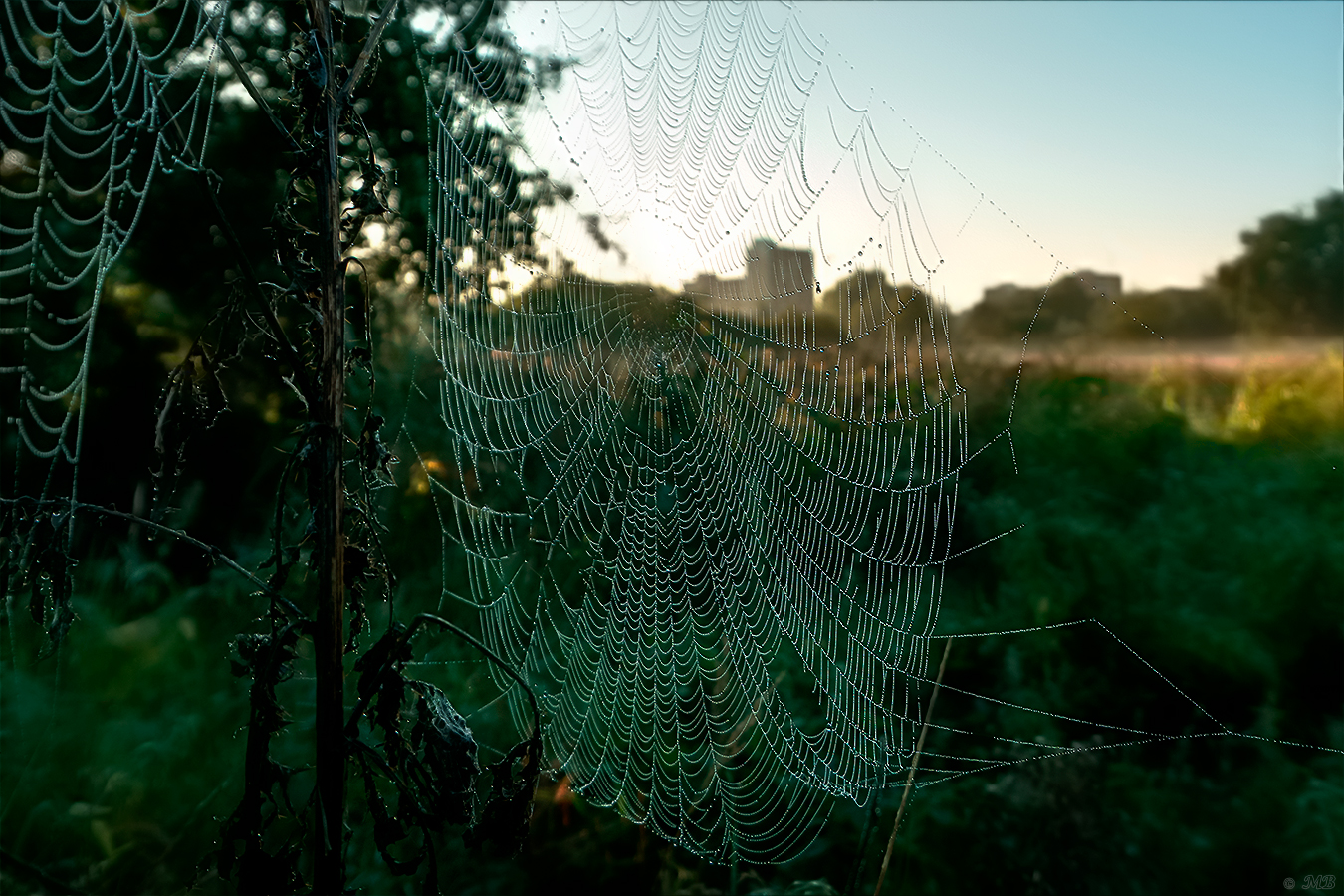 geschmückt am morgen